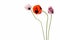 meadow poppy isolated