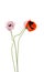 meadow poppy isolated