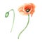 Meadow poppy watercolor illustration on white background