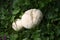 Meadow puffball in the garden