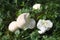 Meadow puffball in the garden