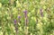 Meadow of purple bells Campanula and yellow Galeobdolon luteum on background green grass