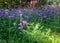 Meadow of purple blue hazy flowers