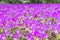 Meadow with purple colchicum autumnale or autumn crocus.  Autumn flowers on a sunny day close up