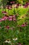 Meadow with purple and white coneflowers, shallow depth of field, selective focus