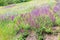 Meadow of purple wild salvia flowers