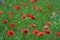 A meadow with red flowering corn poppies