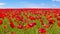 Meadow of red poppies against blue sky with clouds in windy day, farmland, countryside