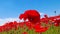 Meadow of red poppies against blue sky with clouds in windy day, farmland, countryside, rural background