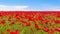 Meadow of red poppies against blue sky in windy day