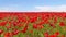 Meadow of red poppies against blue sky in windy day, rural