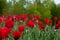 A meadow of red tulips. Side view. Beautiful red flowers