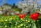 Meadow with red tulips and yellow dandelions and cherry trees in full bloom