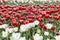 Meadow of red and white ornamental tulips