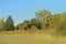 Meadow with reed trees in autmn colors on a blue sky