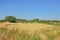 Meadow with reed and trees in Kalkense Meersen nature reerve, Flanders, Belgium