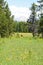 Meadow with regrowth in Glacier National Park