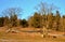 Meadow with remnants of snow sunlit by the setting sun. glaze when the snow melts and the sun shines like spring. Beautiful maple