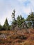 Meadow on a ridge with dry tree stumps with green trees in the background on an autumn sunny day, JesenÃ­ky Mountains