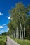 Meadow, road and birch grove in summer