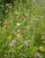 Meadow on the roadside with tall grass and wild-growing colorful little flowers