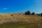 Meadow, rocks and trees. Bjelasnica Mountain, Bosnia and Herzegovina