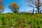 A Meadow with Round Hay Bales and Fresh Texas Wildflowers