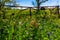 A Meadow with Round Hay Bales and Fresh Texas Wildflowers