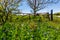 A Meadow with Round Hay Bales and Fresh Texas Wildflowers