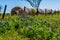 A Meadow with Round Hay Bales and Fresh Texas Wildflowers