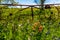 A Meadow with Round Hay Bales and Fresh Texas Wildflowers