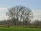 Meadow with row of bare willow trees in the flemish countryside