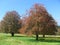 Meadow with rowan trees full of red fruits