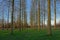 Meadow with rows of aspen trees in the flemish countryside