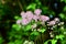 Meadow-rue (Thalictrum aquilegifolium)