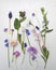 Meadow`s flowers herbarium