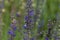 Meadow sage flowers Salvia pratensis