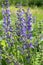 Meadow sage (Salvia pratensis)