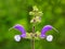 Meadow Sage (Salvia Pratensis)