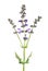 Meadow sage Salvia pratensis