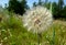 Meadow salsify - a furry head of a wild flower Tragopogon similar to a dandelion
