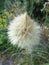 Meadow salsify -Tragopogon pratensis - Eutopia Garden - Arad, Romania