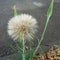 Meadow salsify -Tragopogon pratensis - Eutopia Garden - Arad, Romania