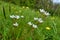 Meadow Saxifrage