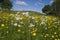 Meadow saxifrage