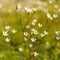 Meadow Saxifrage