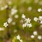 Meadow Saxifrage