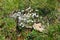 Meadow saxifrage Saxifraga granulata