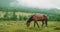 In the meadow in scenic background picturesque mist forest, under light rain, beautiful brown horse, graze on green