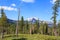 A meadow with scraggly fire damaged pine trees frames the snow capped Cascade mountain range